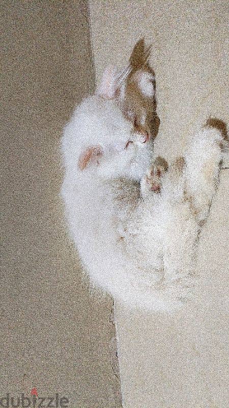 Two male Cream himalayan kittens And onemale grey Himalayan cat. 8