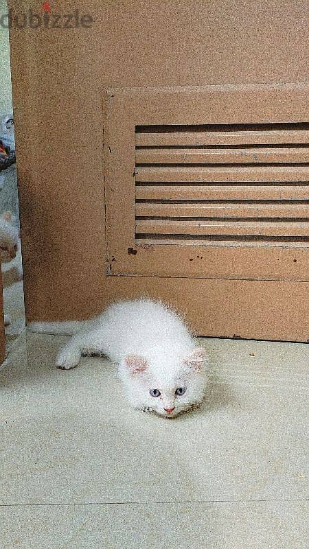 Two male Cream himalayan kittens And onemale grey Himalayan cat. 9