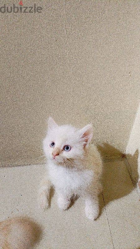 Two male Cream himalayan kittens And onemale grey Himalayan cat. 10