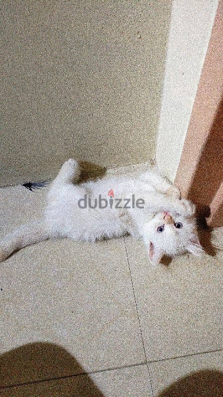 Two male Cream himalayan kittens And onemale grey Himalayan cat. 11