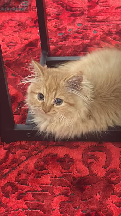 Cat Persian