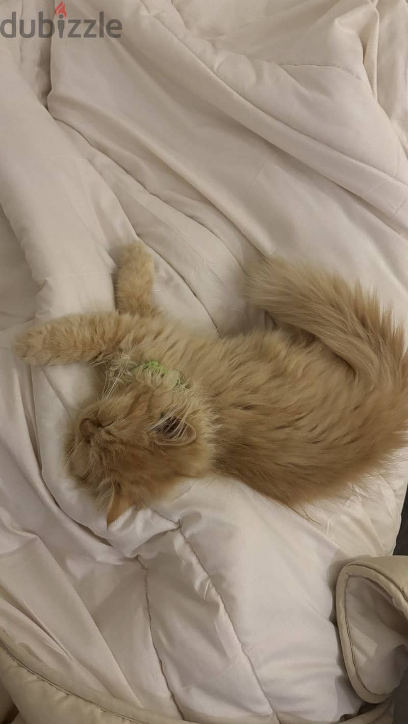 Cat Persian 1