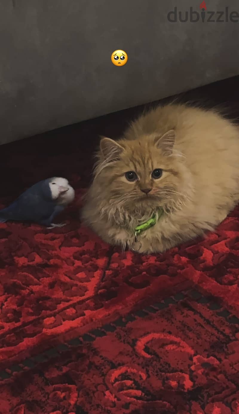 Cat Persian 2