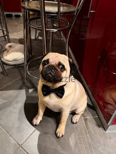 كلب pug للبيع