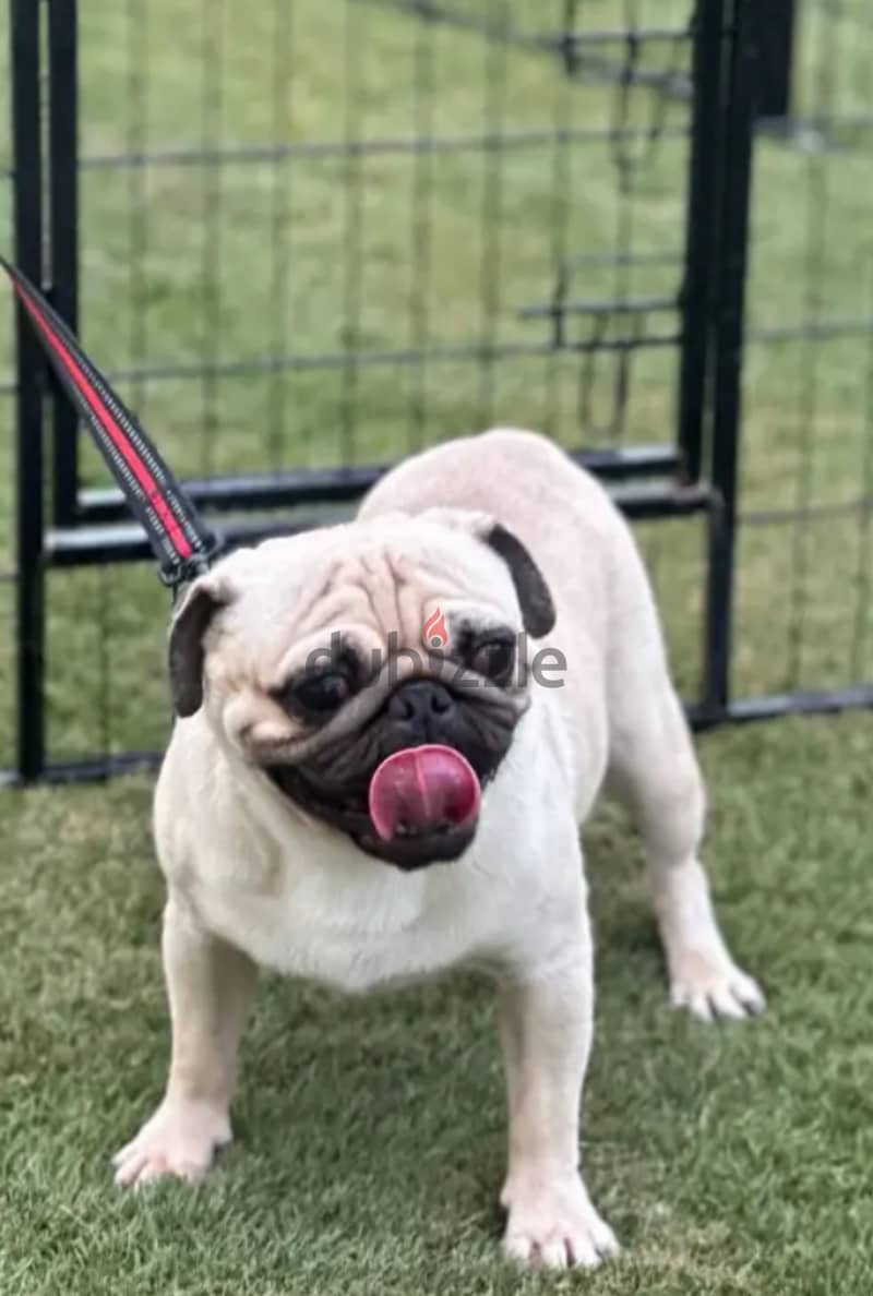 كلب pug للبيع 1