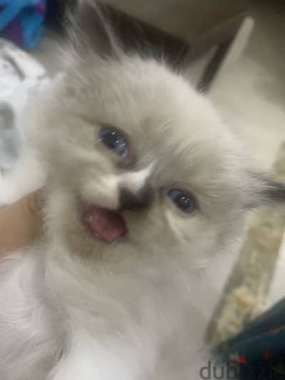 kitten for sale