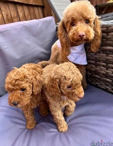 Toy Poodle Puppies//Whatsapp Me +966 (583)921348