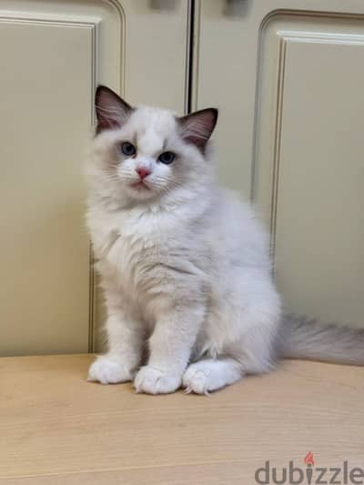Ragdoll Kittens For Adoption