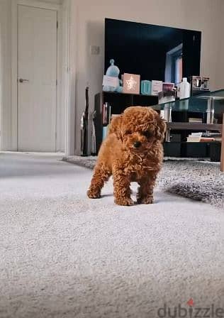 Sweet lovely poodle puppies for Adoption