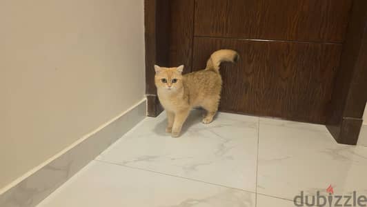 GOLD BRITISH SHORTHAIR