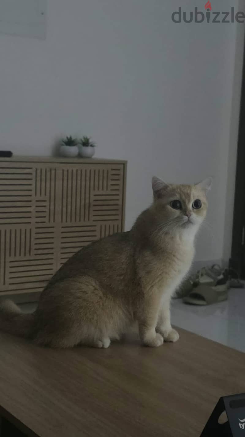GOLD BRITISH SHORTHAIR 1