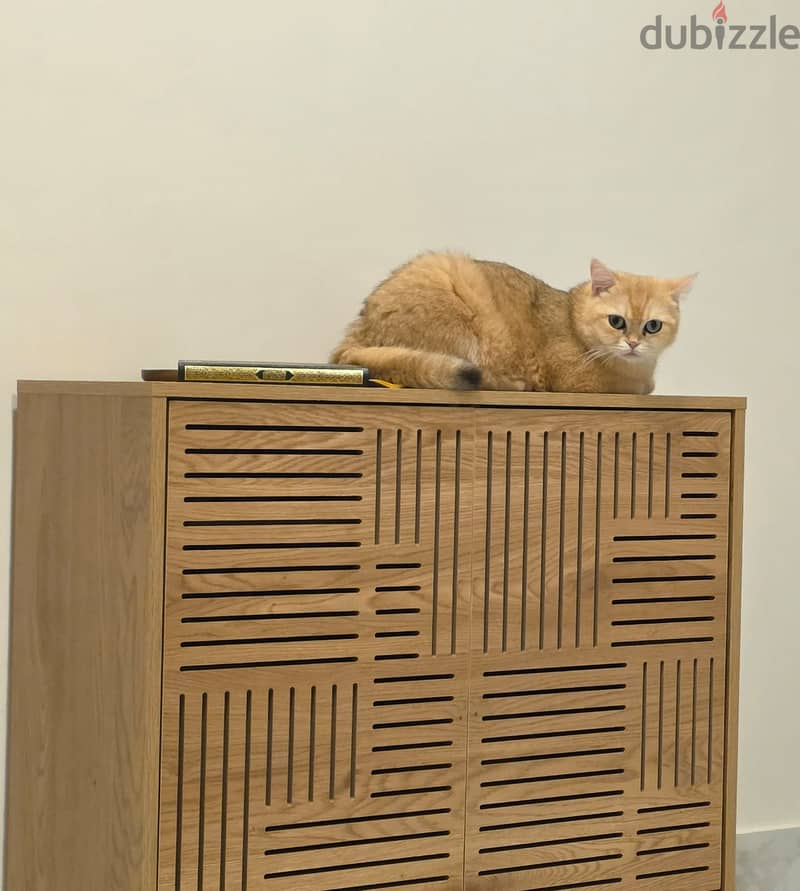 GOLD BRITISH SHORTHAIR 2