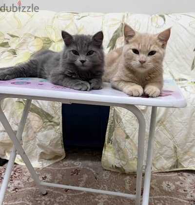 beautiful kittens for sale