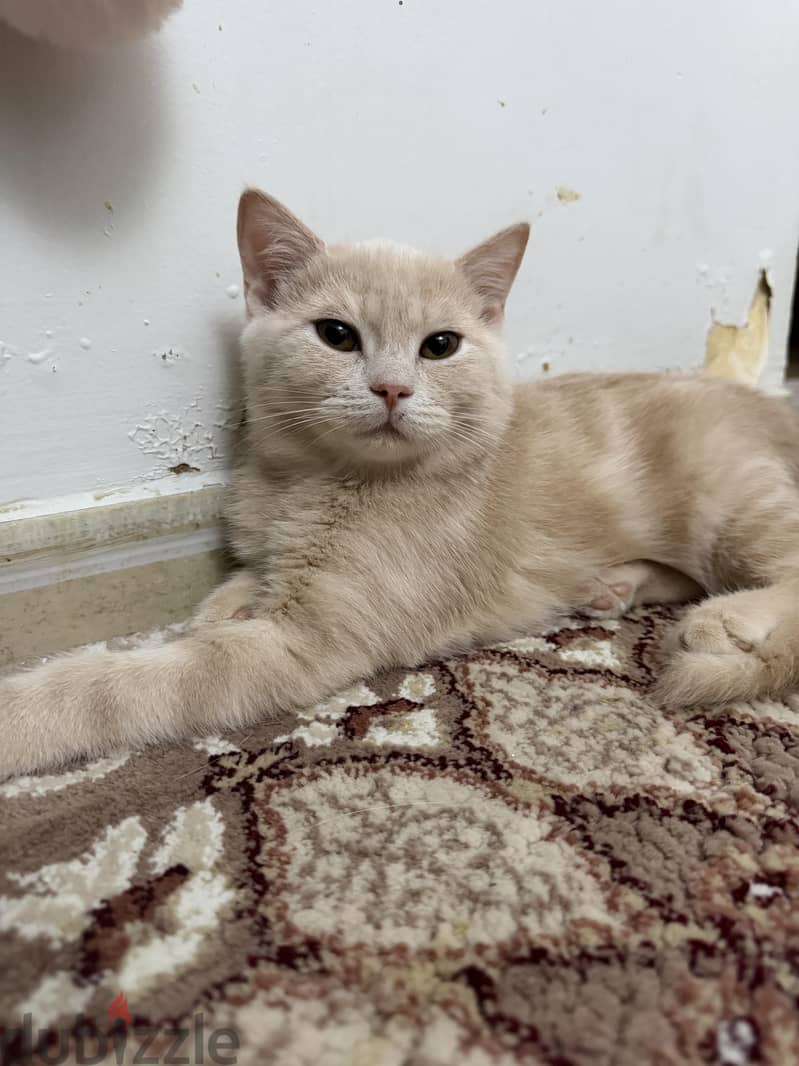 beautiful kittens for sale 1