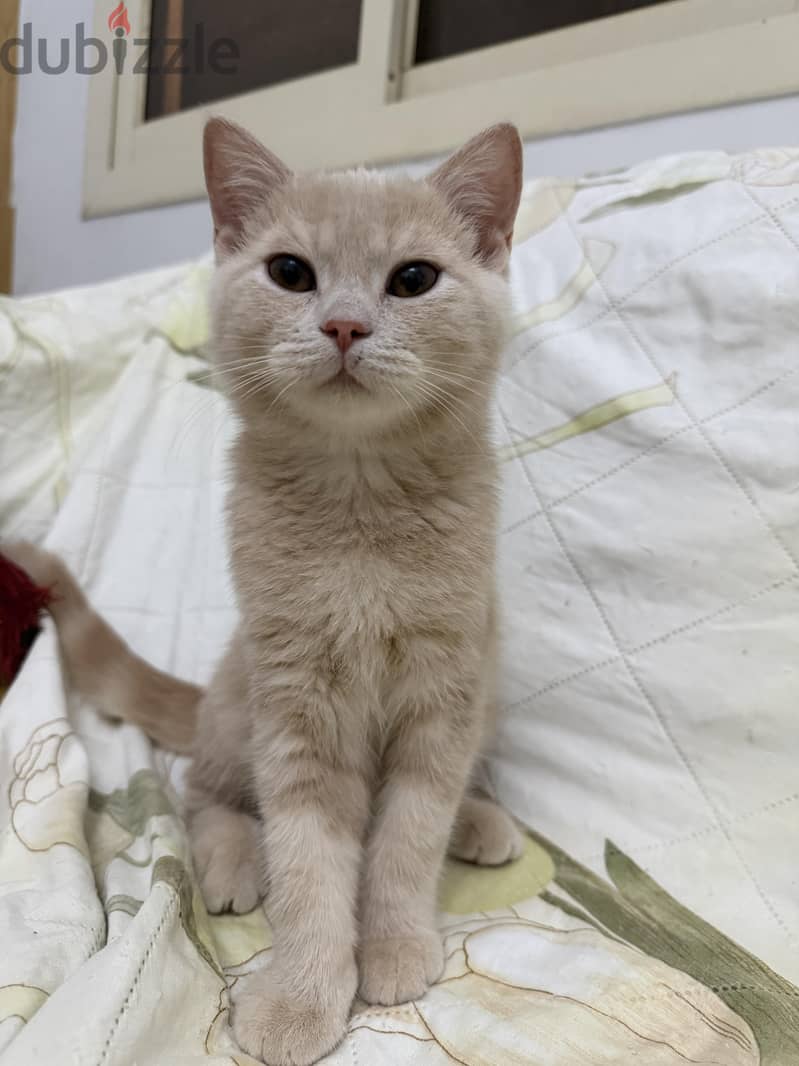 beautiful kittens for sale 2