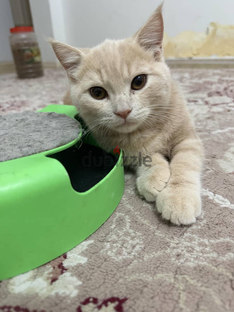 beautiful kittens for sale 3