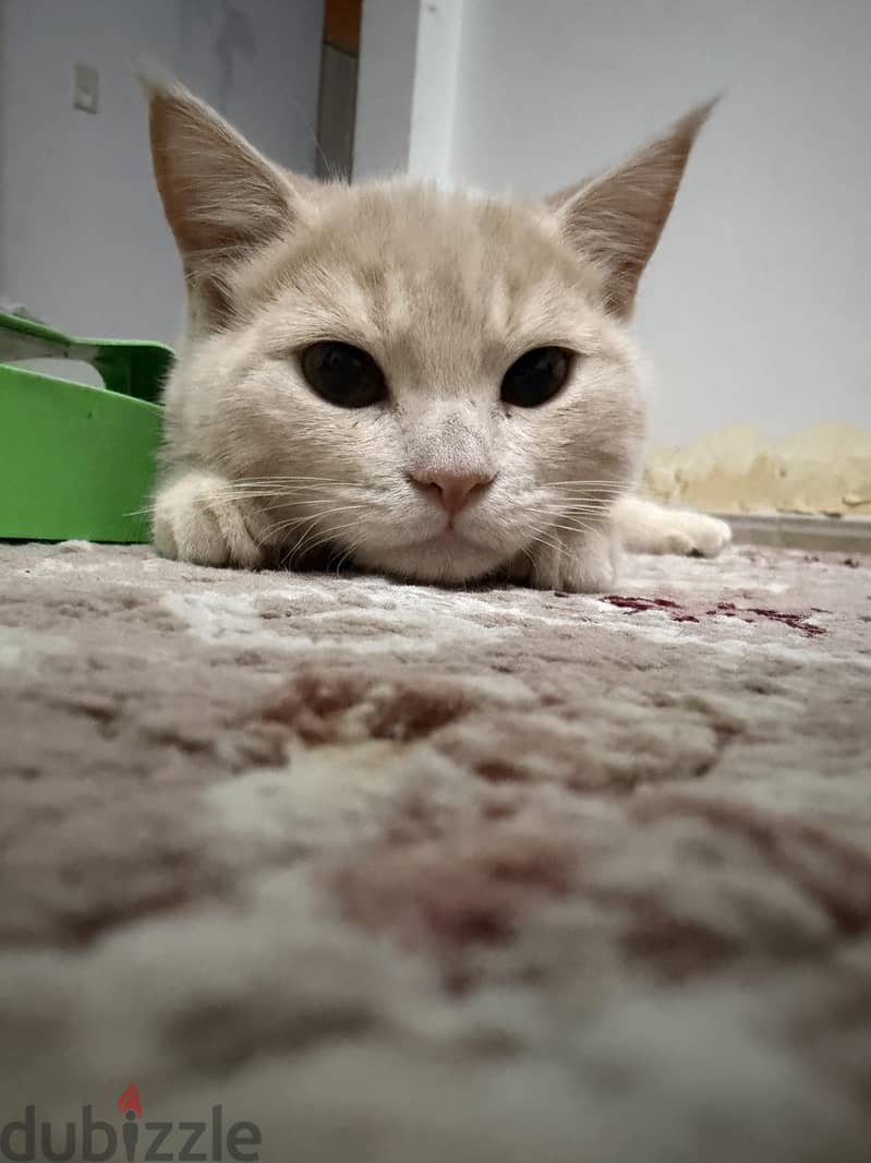 beautiful kittens for sale 4