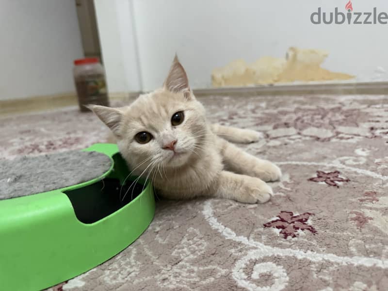 beautiful kittens for sale 5