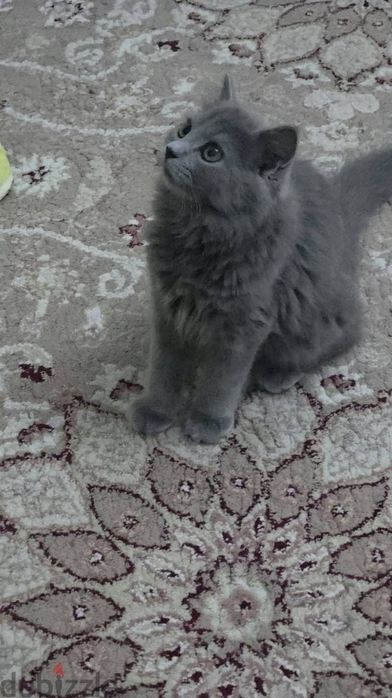 beautiful kittens for sale 6