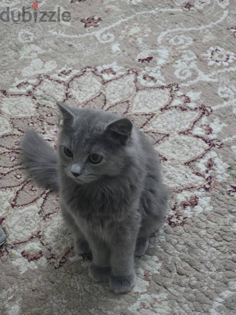 beautiful kittens for sale 7