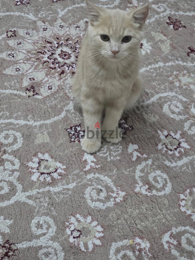 beautiful kittens for sale 8