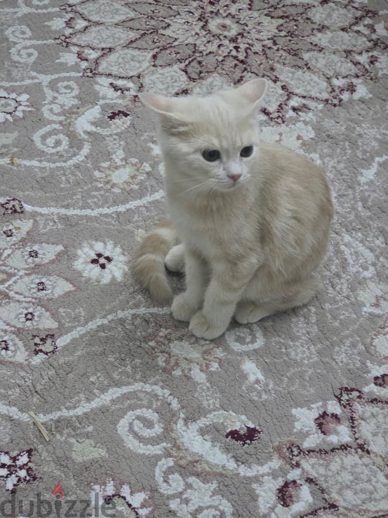 beautiful kittens for sale 9