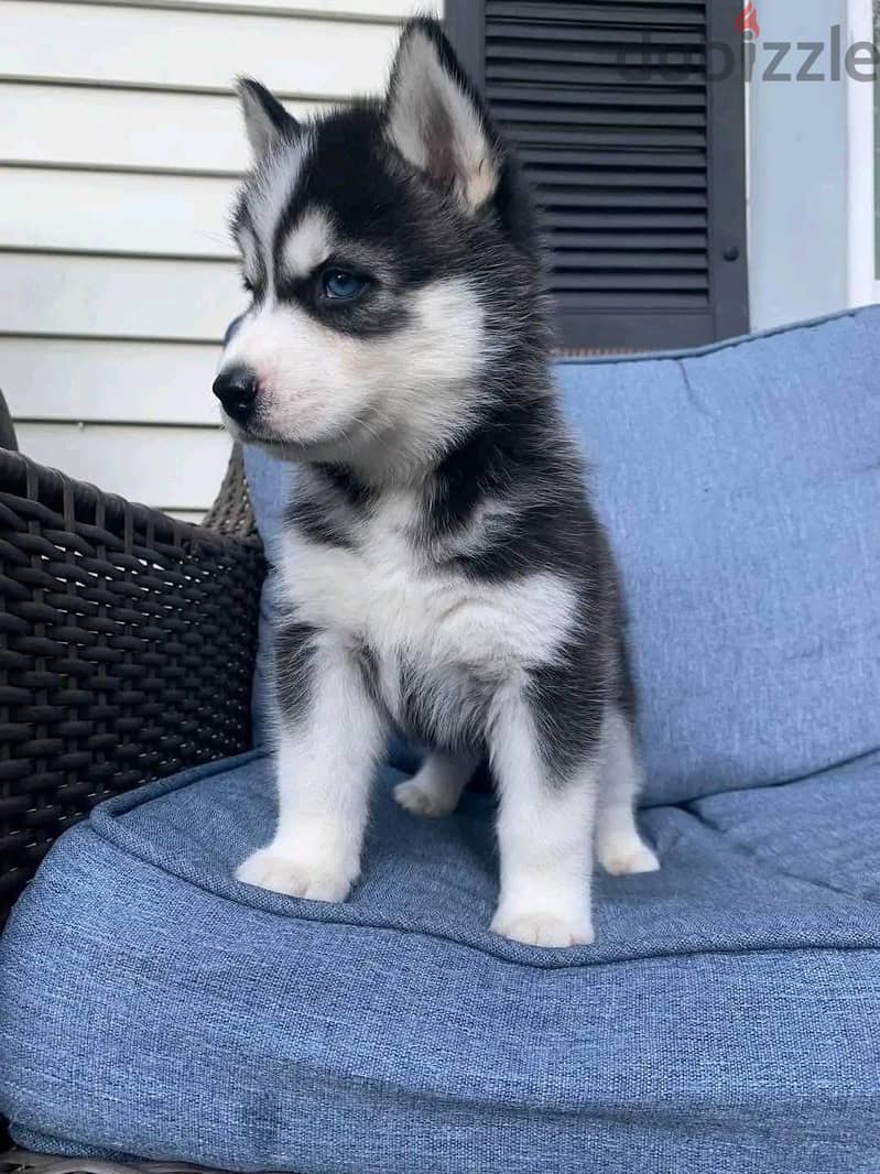 Siberian Husky//Whatsapp Me (+966) 588993320 1
