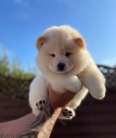 Whatsapp Me +966 (583)921348//Chow Chow Puppies 1
