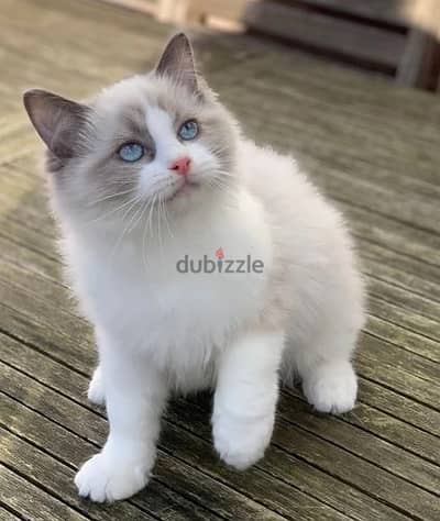 Whatsapp Me (+966) 588993320//Ragdoll Cats