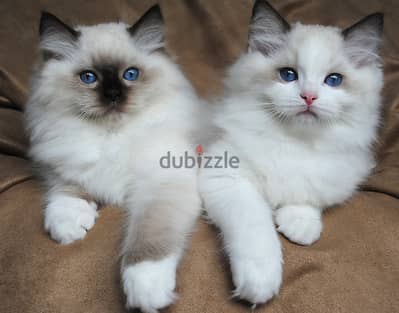 Ragdoll Cats//Whatsapp Me (+966) 588993320
