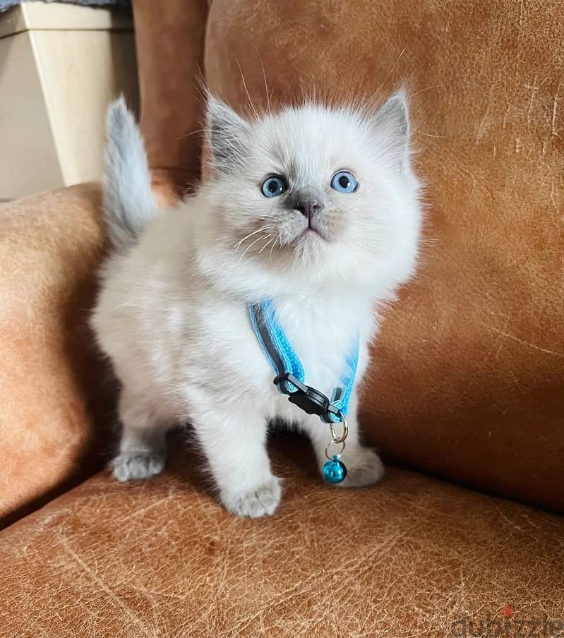 Ragdoll Cats//Whatsapp Me (+966) 588993320 1