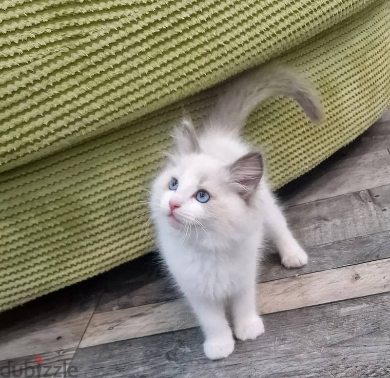 Whatsapp Me (+966) 588993320//Ragdoll Cats 1