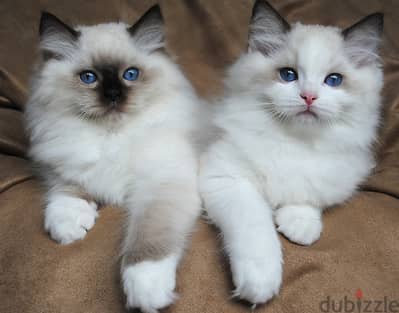 Whatsapp Me (+966) 588993320//Ragdoll Cats
