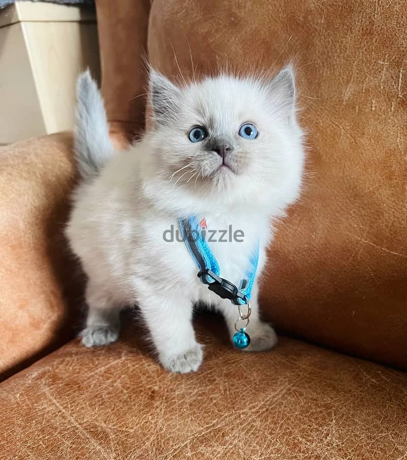 Ragdoll Cats//Whatsapp Me (+966) 5889-93320 1
