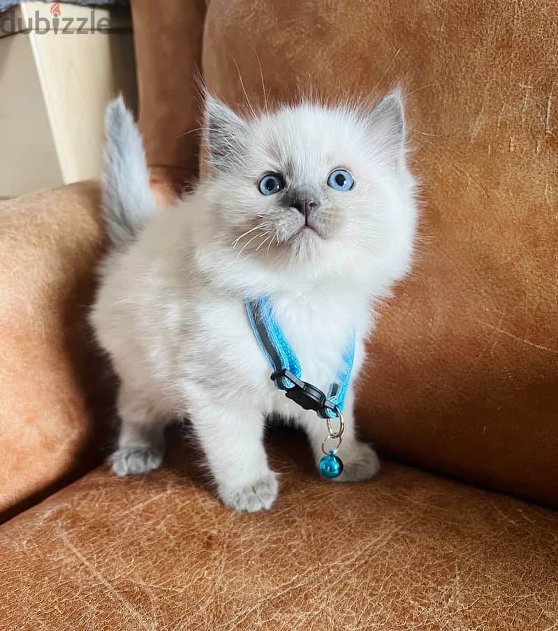 Ragdoll Cats//Whatsapp Me (+966) 5889-93320 1