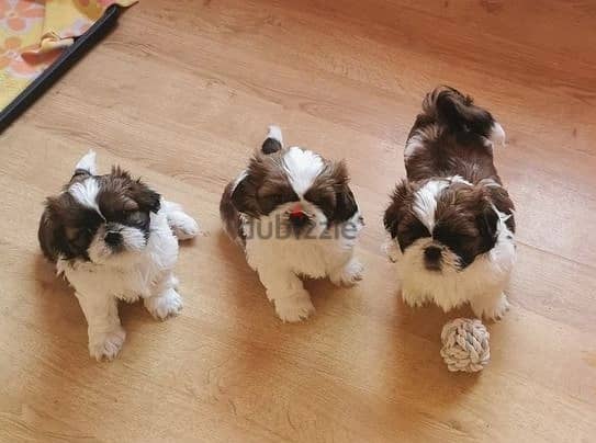 Whatsapp Me (+966) 5889-93320//Shih Tzu Puppies 1