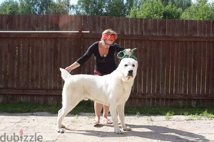جراوي الاباي ( alabai ). Central Asian Shepherd 1