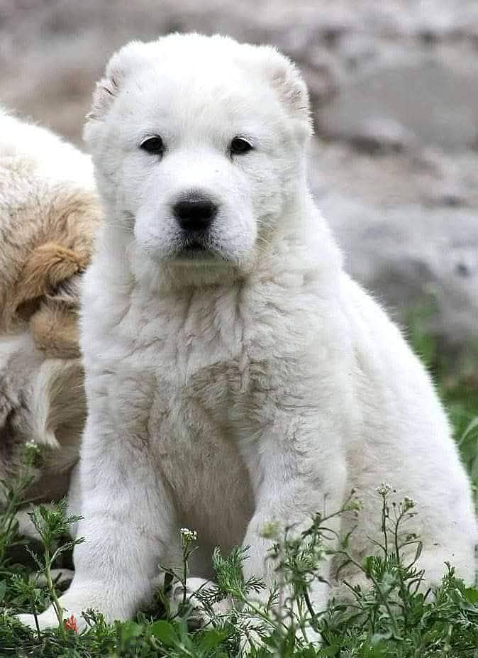 جراوي الاباي ( alabai ). Central Asian Shepherd 4