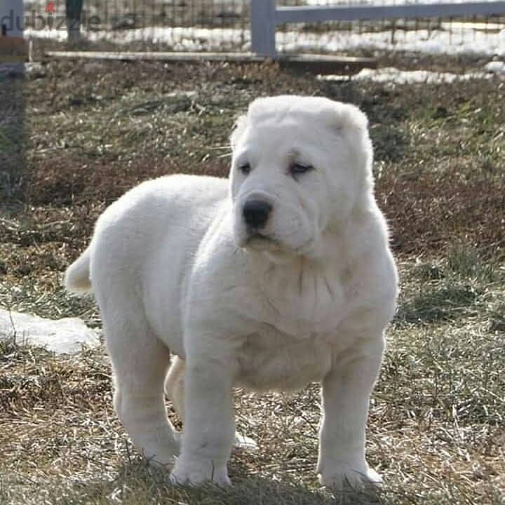 جراوي الاباي ( alabai ). Central Asian Shepherd 5