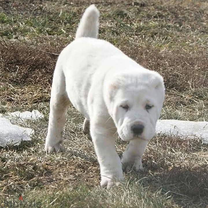 جراوي الاباي ( alabai ). Central Asian Shepherd 6