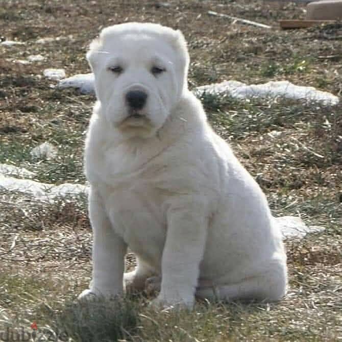 جراوي الاباي ( alabai ). Central Asian Shepherd 7