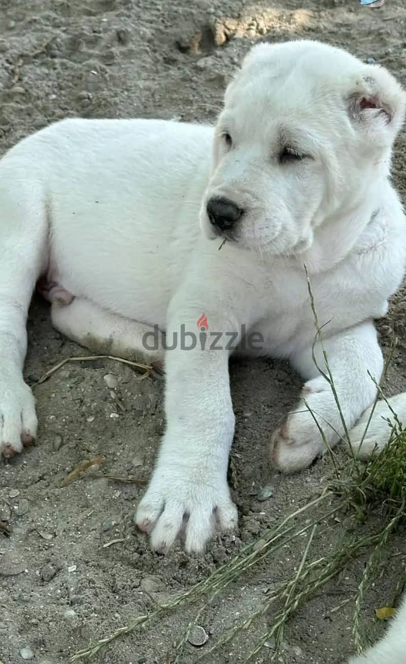 جراوي الاباي ( alabai ). Central Asian Shepherd 9