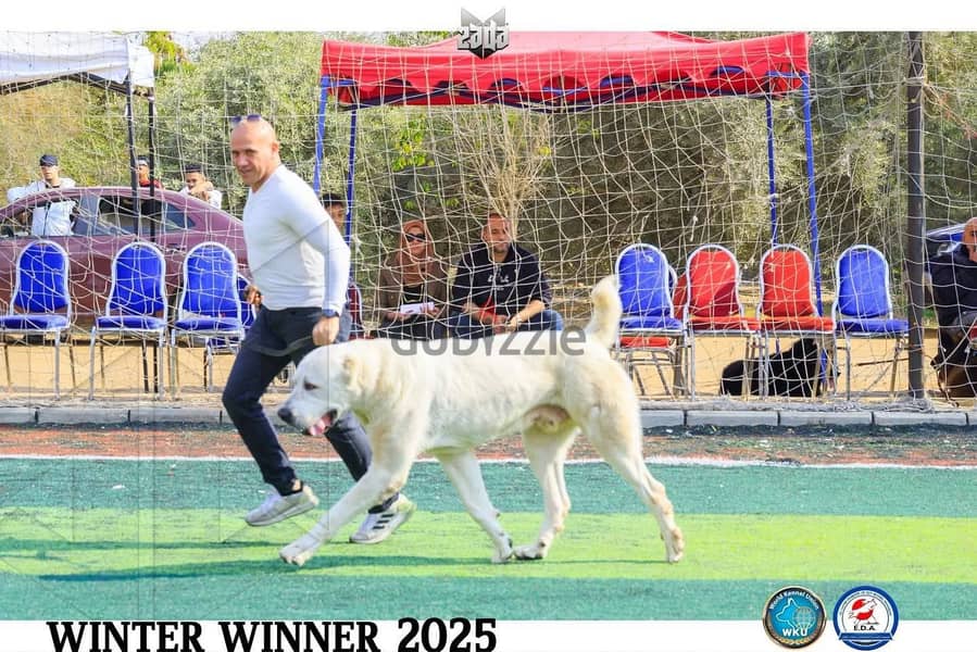 جراوي الاباي ( alabai ). Central Asian Shepherd 15