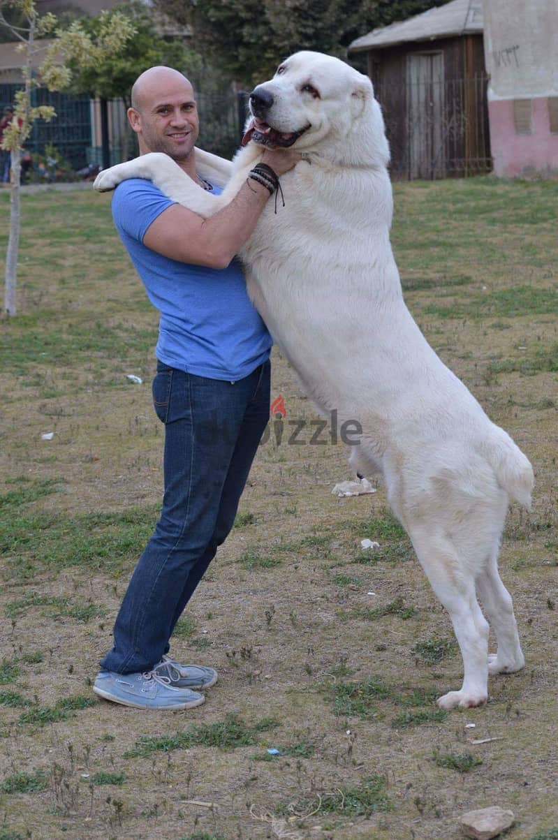 جراوي الاباي ( alabai ). Central Asian Shepherd 17