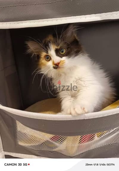 kittens for adoption قطط للتبني