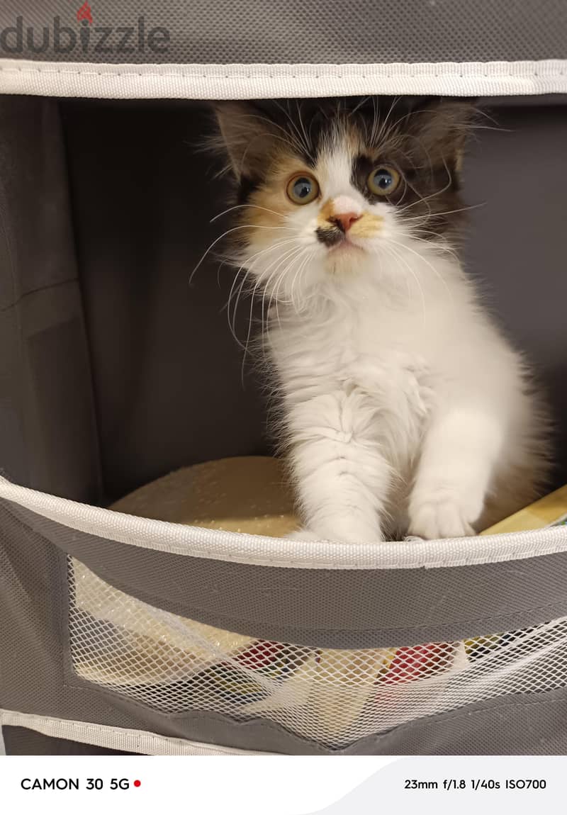 kittens for adoption قطط للتبني 1