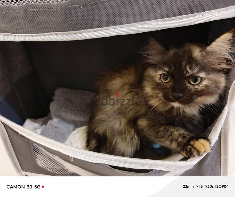 kittens for adoption قطط للتبني 2