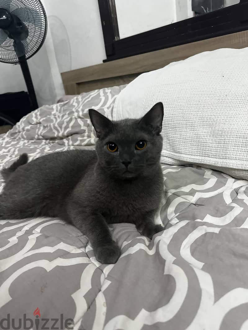 Russian blue cat hypoallergenic male in riyadh 1