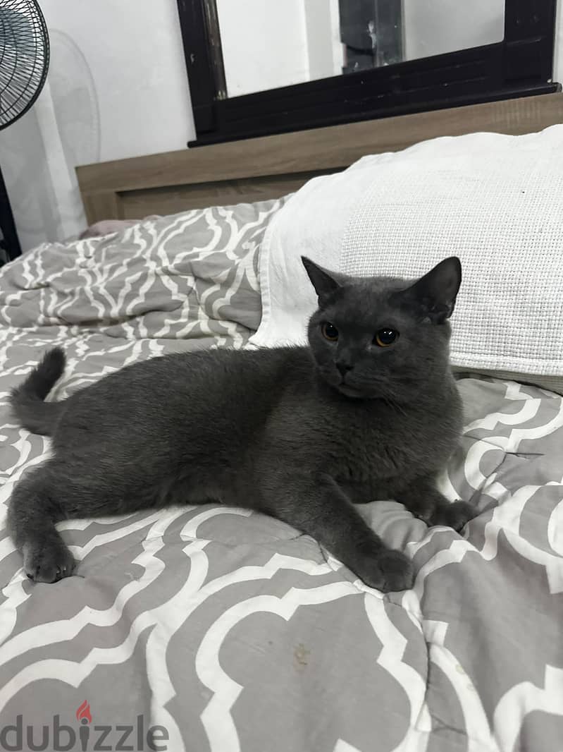 Russian blue cat hypoallergenic male in riyadh 2