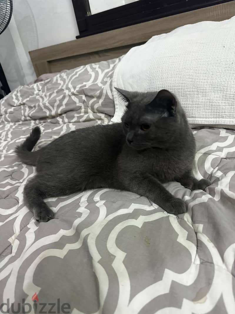 Russian blue cat hypoallergenic male in riyadh 3